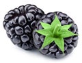 Fresh organic blackbery isolated on white background Royalty Free Stock Photo