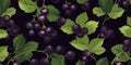 Fresh Organic Blackcurrant Berry Horizontal Background Illustration.