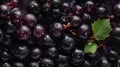 Fresh Organic Blackcurrant Berry Horizontal Background.