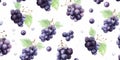 Fresh Organic Blackcurrant Berry Horizontal Watercolor Illustration.