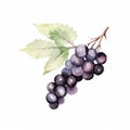 Fresh Organic Blackcurrant Berry Square Watercolor Illustration.