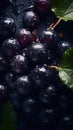 Fresh Organic Blackcurrant Berry Vertical Background.