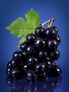 Fresh Organic Blackcurrant Berry Vertical Illustration.