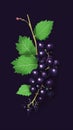 Fresh Organic Blackcurrant Berry Vertical Trendy Illustration.