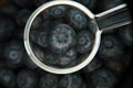 Fresh Organic Blueberries Royalty Free Stock Photo