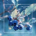 Fresh Organic Blueberries on the bush, close up, tinted effect, color year 2020 classic blue