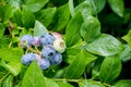 Fresh organic blueberries on the bushes. Royalty Free Stock Photo