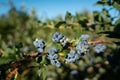 Fresh organic blueberries and green leaves in the u pick field Royalty Free Stock Photo