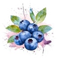 Fresh Organic Blueberry Berry Square Background.