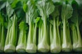 Fresh Organic Bok Choy Lined Up Neatly Green Asian Vegetables for Healthy Cooking and Nutritious Diets