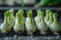 Fresh Organic Bok Choy Sprouts Lined Up on Soil Bed in Greenhouse Sustainable Agriculture, Vegetable Cultivation