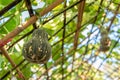 Fresh and organic bottle gourds hanging on the rig in gourd farm plantation