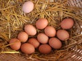 Fresh organic brown eggs Royalty Free Stock Photo