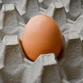 Fresh organic brown eggs in a carton package, protected paper grey egg box Royalty Free Stock Photo