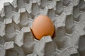 Fresh organic brown eggs in a carton package, protected paper grey egg box Royalty Free Stock Photo