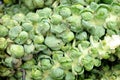 Brussels sprout tree Royalty Free Stock Photo