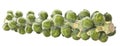 Fresh organic brussels sprouts Royalty Free Stock Photo