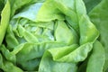 Fresh organic Butterhead Lettuce on the Field