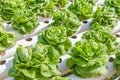 Fresh organic butterhead lettuce vegetable in outdoor hydroponic Royalty Free Stock Photo