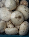 Fresh organic button mushroom in plastic beg from farm close up shot