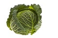 Fresh organic cabbage