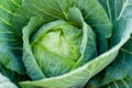 Fresh organic cabbage head growing in the garden. Growing own fruits and vegetables in a homestead