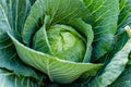 Fresh organic cabbage head growing in the garden. Growing own fruits and vegetables in a homestead