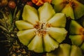 Fresh organic cantaloupe melon slices Royalty Free Stock Photo