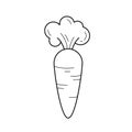 Fresh organic carrot vector line icon.