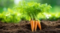 Fresh organic carrot vegetable growing in garden soil, closeup with natural background