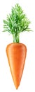 Fresh organic carrot on white background. Cipping path Royalty Free Stock Photo