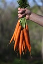 Fresh Organic Carrots