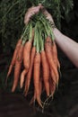 Fresh Organic Carrots Royalty Free Stock Photo