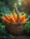 Fresh organic carrots in basket Royalty Free Stock Photo