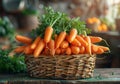 Fresh organic carrots in basket Royalty Free Stock Photo