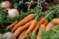 Fresh Organic Carrots with Garden Soil Royalty Free Stock Photo