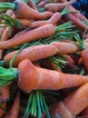 Fresh organic carrots for sale at local farmers market, closeup of photo Royalty Free Stock Photo