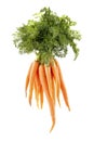 Fresh Organic Carrots Royalty Free Stock Photo