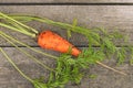 Fresh Organic Carrots on wooden background, rustical