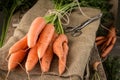 Fresh Organic Carrots on wooden vintage background.