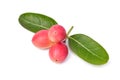 Fresh organic Carunda or Karonda fruits