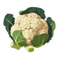 Fresh organic cauliflower, a healthy meal