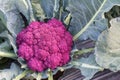 Fresh organic cauliflower vegetables salad in farm for health, food and agriculture concept design