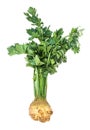 fresh celeriac (celery root) with greens cutout Royalty Free Stock Photo