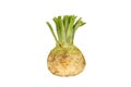 fresh organic celeriac celery root isolated on white background Royalty Free Stock Photo