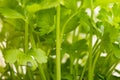 Fresh organic celery Apium graveolens plants.