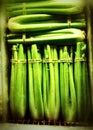 Fresh Organic Celery