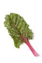 Fresh organic chard leaf