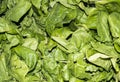 Fresh organic chard leaves of intense dark green color