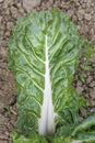 Fresh organic chard mangold in the garden